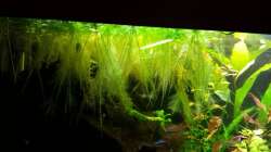 Pflanzen im Aquarium Salmlerwelten (umgebaut zur Amerika Räuberwelt))