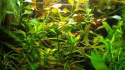 Pflanzen im Aquarium Salmlerwelten (umgebaut zur Amerika Räuberwelt))