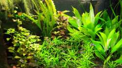 Pflanzen im Aquarium Salmlerwelten (umgebaut zur Amerika Räuberwelt))