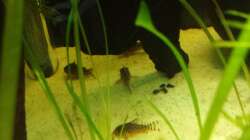 Besatz im Aquarium Salmlerwelten (umgebaut zur Amerika Räuberwelt))