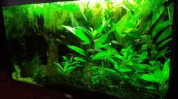 Aquarium Salmlerwelten (umgebaut zur Amerika Räuberwelt))