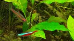 Pflanzen im Aquarium Salmlerwelten (umgebaut zur Amerika Räuberwelt))