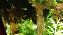 Dekoration im Aquarium Salmlerwelten (umgebaut zur Amerika Räuberwelt))