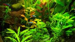 Pflanzen im Aquarium Salmlerwelten (umgebaut zur Amerika Räuberwelt))