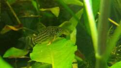 Besatz im Aquarium Salmlerwelten (umgebaut zur Amerika Räuberwelt))