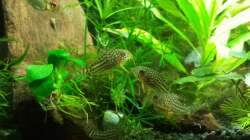 Besatz im Aquarium Salmlerwelten (umgebaut zur Amerika Räuberwelt))