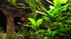 Besatz im Aquarium Salmlerwelten (umgebaut zur Amerika Räuberwelt))