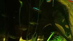 Dekoration im Aquarium Salmlerwelten (umgebaut zur Amerika Räuberwelt))