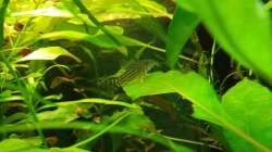 Besatz im Aquarium Salmlerwelten (umgebaut zur Amerika Räuberwelt))