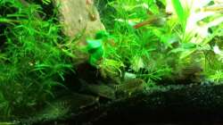 Besatz im Aquarium Salmlerwelten (umgebaut zur Amerika Räuberwelt))