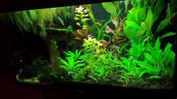 Etwas ausgedünnt vorne