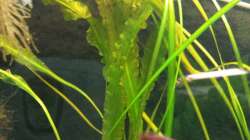 Pflanzen im Aquarium Salmlerwelten (umgebaut zur Amerika Räuberwelt))