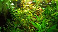 Pflanzen im Aquarium Salmlerwelten (umgebaut zur Amerika Räuberwelt))