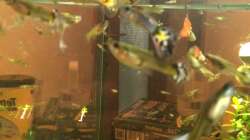Noch mehr Guppys