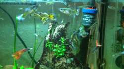 Guppys