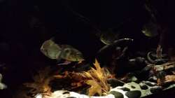 Besatz im Aquarium Southamerican wood