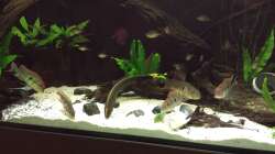 Besatz im Aquarium Southamerican wood