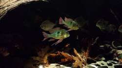 Besatz im Aquarium Southamerican wood