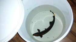 Apteronotus Albinfrons