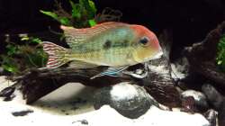 Besatz im Aquarium Southamerican wood