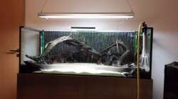 Dekoration im Aquarium Southamerican wood