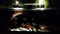 Aquarium Southamerican wood