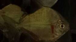 Argenteus cut throat