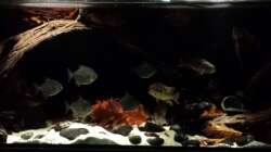 Aquarium Southamerican wood