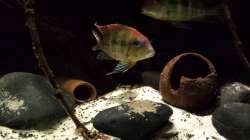 Besatz im Aquarium Southamerican wood