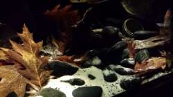 Dekoration im Aquarium Southamerican wood