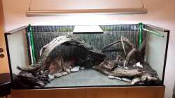 Dekoration im Aquarium Southamerican wood