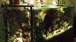 Aquarium Southamerican wood