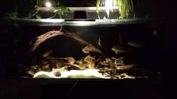 Argenteus cut throat