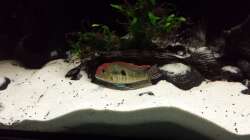 Geophagus - Erdarbeiten :-D