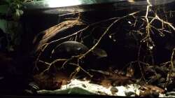Besatz im Aquarium Southamerican wood