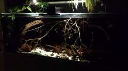 Aquarium Southamerican wood