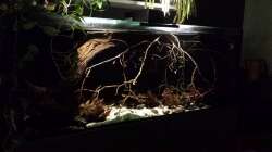 Aquarium Southamerican wood