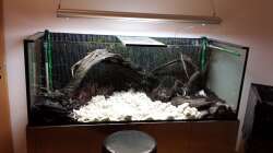 Dekoration im Aquarium Southamerican wood