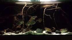 Besatz im Aquarium Southamerican wood