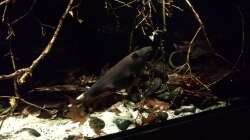 Besatz im Aquarium Southamerican wood