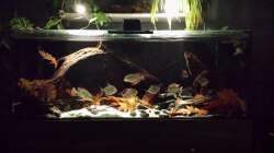 Aquarium Southamerican wood