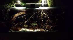 Aquarium Southamerican wood