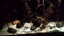 Röhren - ??ste - Nussschalen