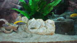 Labidochromis Mbamba und Yellow friedlich nebeneinander
