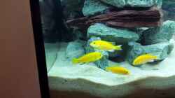 Meine 4 Labidochromis Caeruleus yellow, 2 Stunden nach einsetzen