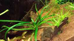 Pflanzen im Aquarium Serrasalmus - the one and lonely