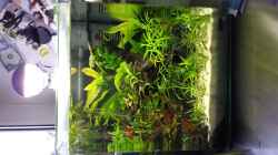 Pflanzen im Aquarium Beta's Cube (aufgelöst)