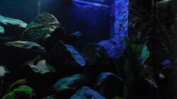 Aquarium Kevin`s Malawibecken