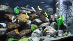 Aquarium Kevin`s Malawibecken