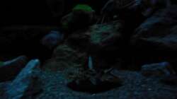 Aquarium Kevin`s Malawibecken